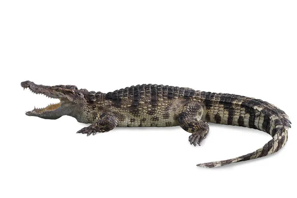 Crocodilo de água doce isolado com caminho de recorte . — Fotografia de Stock