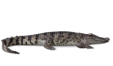 Tatlısu timsahı izole kırpma yoluyla.