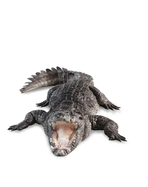 Freshwater crocodile isolated with clipping path. — Stock Photo, Image