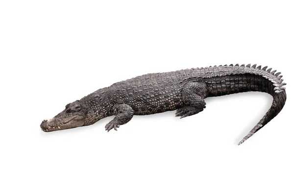 Crocodilo de água doce isolado com caminho de recorte . — Fotografia de Stock