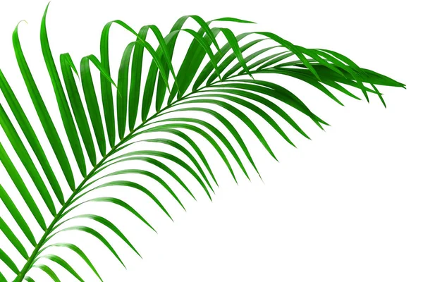 Palmiye ağaç izole kırpma yolu yaprak