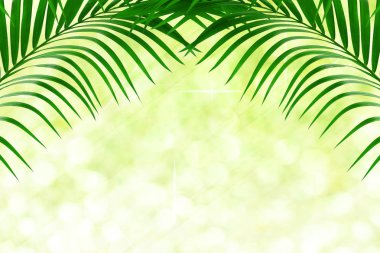 Bokeh arka plan üzerinde palmiye ağacının yaprak yeşil