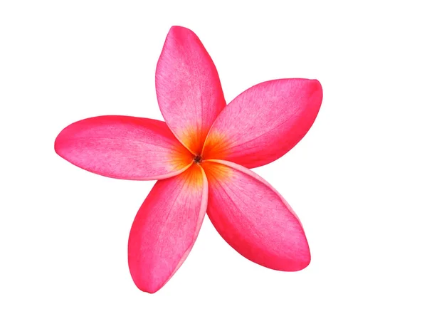 Frangipani of roze plumeria bloemen geïsoleerd met uitknippad. — Stockfoto