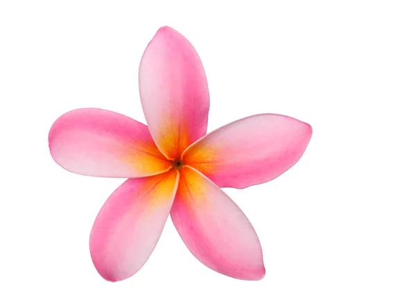 Frangipani vagy rózsaszín plumeria virágok elszigetelt és Vágógörbe. — Stock Fotó