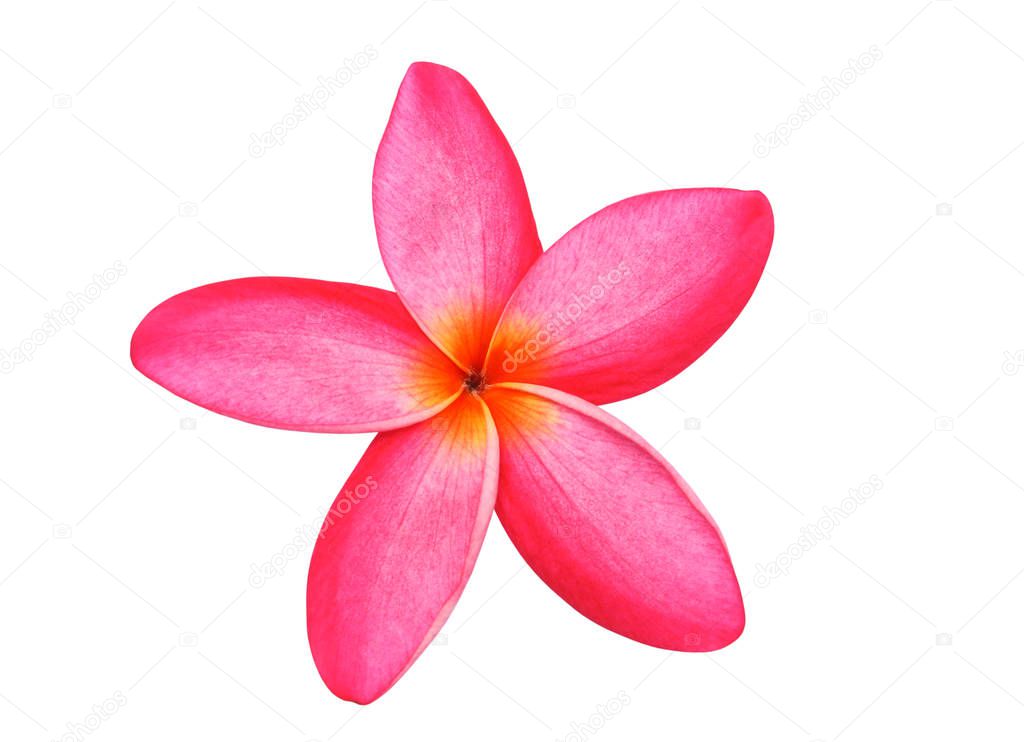 frangipani or pink plumeria flowers isolated with clipping path.