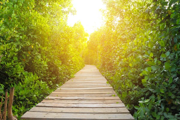 Ponte di legno Nella foresta di mangrovie — Foto Stock