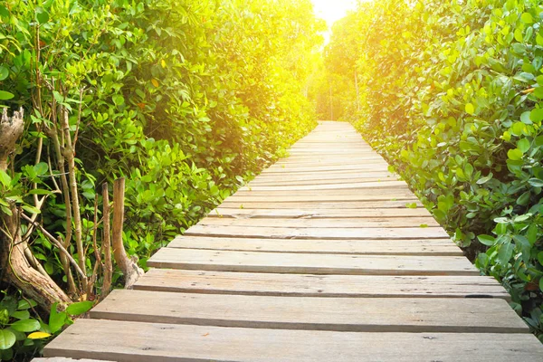 Pont en bois Dans la forêt de mangroves — Photo