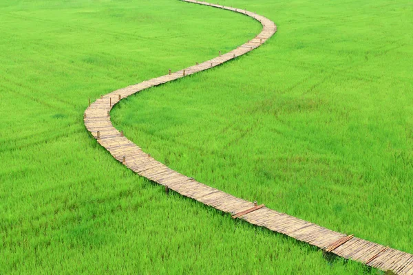 Chemin naturel en bambou dans la rizière . — Photo