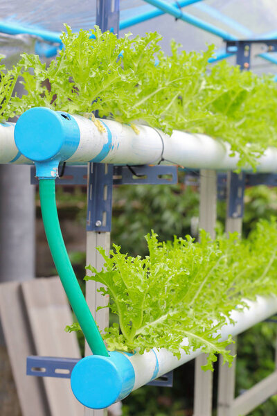 Tango lettuce hydroponics vegetable farm 
