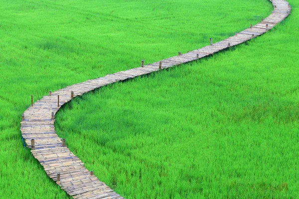 Bambus přírodní cestou v poli rýže. — Stock fotografie