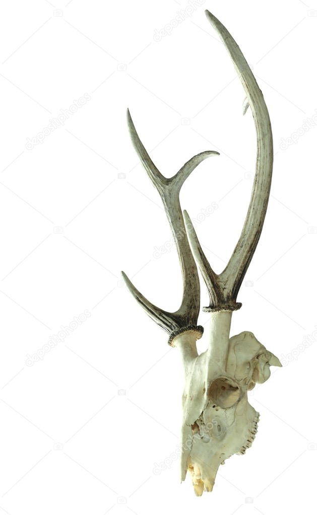 Hog deer skull isolated with clipping path.