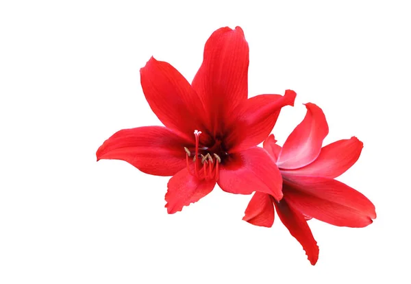 Amaryllis hippeastrum Blume isoliert mit Schneideweg. — Stockfoto