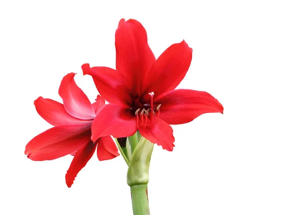 Amaryllis hippeastrum Blume isoliert mit Schneideweg. — Stockfoto