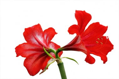 Kırpma yolu ile izole nergis zambağı Hippeastrum çiçek.