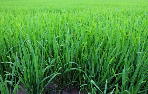 年轻的稻田耕种季节 — 图库照片
