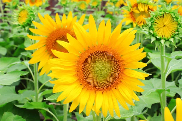 Sunflowers blooming — Stock Photo, Image