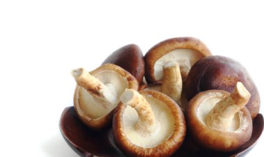 İzole shiitake mantar 