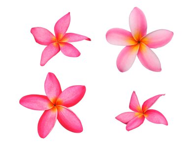Set of frangipani or plumeria flowers with path clipart