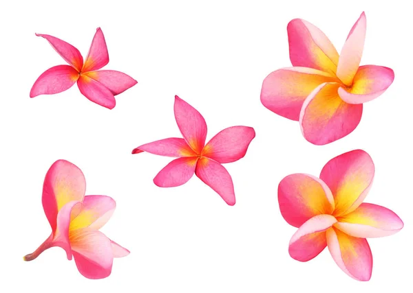 Set frangipani of plumeria bloemen met pad — Stockfoto