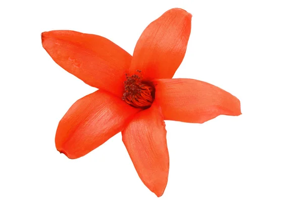 Bolyfa ceiba elszigetelt Vágógörbe virág — Stock Fotó