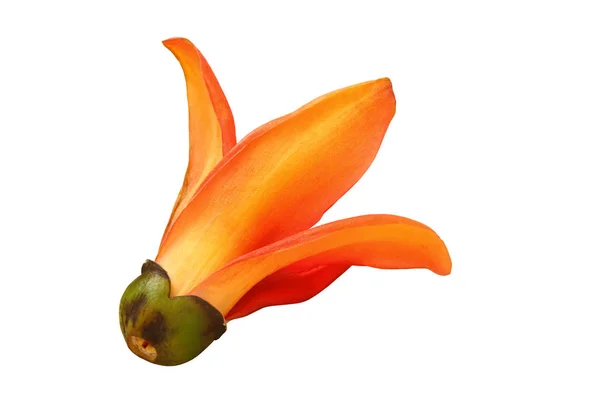 Blume der Bombax Ceiba isoliert Clipping Pfad — Stockfoto