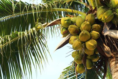 Taze genç Hindistan cevizi ağacı sabah ışık.