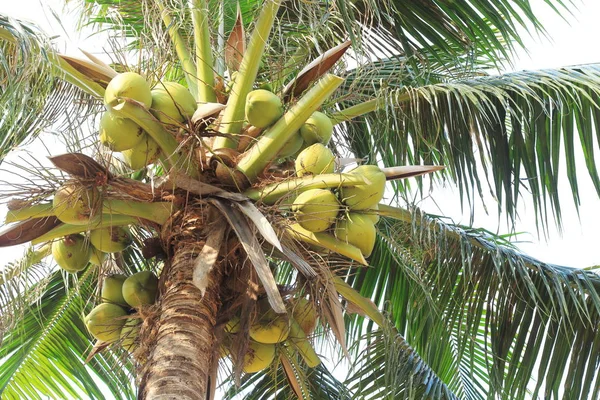 Frischer Junger Kokosnussbaum Morgenlicht — Stockfoto