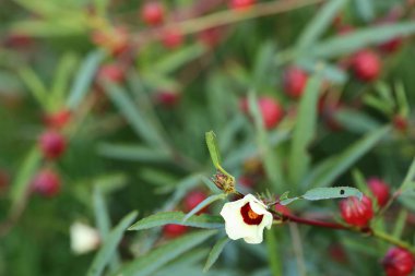 Hibiscus sabdariffa veya roselle meyve ağacı üzerinde.