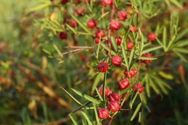 Hibiscus sabdariffa veya roselle meyve ağacı üzerinde.
