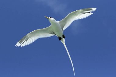 White-tailed Tropicbird Flying with blue sky background. Tropicbird with open wings in nature habitat. Wildlife scene from Seychelles clipart