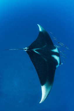 Manta ray ile mavi adam üzerinde yukarıdan remola Okulu