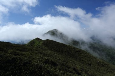 dağ tropikal yağmur ormanları gölgelik, Güney Thailan,