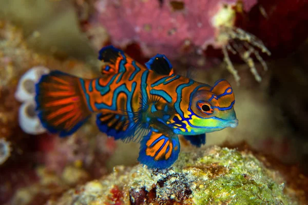 Mandarinfish o Mandarin dragonet (Synchiropus splendidus) es Imágenes de stock libres de derechos