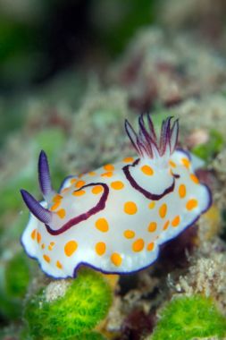 omurgasızını hareket mercan, Layang Layang, Malezya