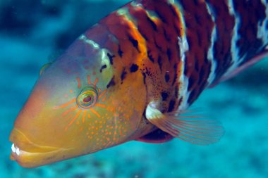 Kırmızı göğüslü wrasse (Cheilinus fasciatus) göstermek iki diş swi
