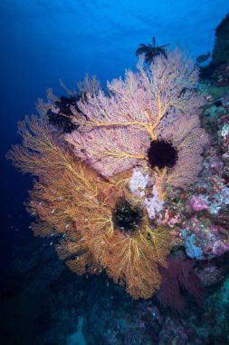 Gorgonian koloni ve kaya, Similan Adası, Andaman Denizi üzerinde 