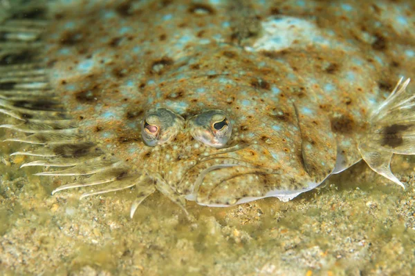 Cara de pez lenguado de pavo real (Pardachirus marmoratus) camuflado u Imagen de stock