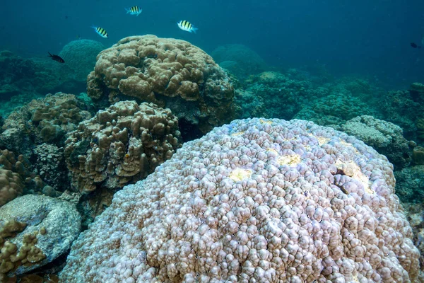 El color blanco de los corales duros es el blanqueamiento del coral. El gusano global es Imagen de stock