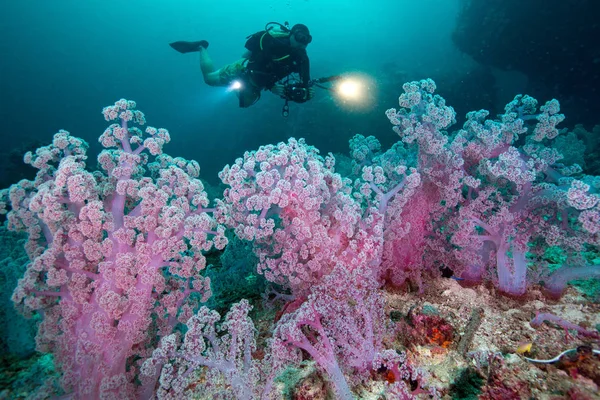 Buceo y cámara en la mano con coloridos corales suaves rosa c Fotos de stock