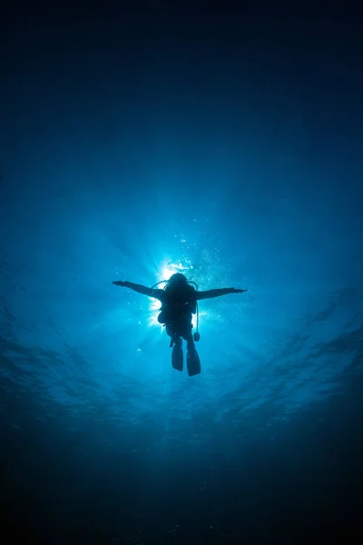 Silueta buzo rayos de sol detrás en el fondo azul submarino i Fotos de stock