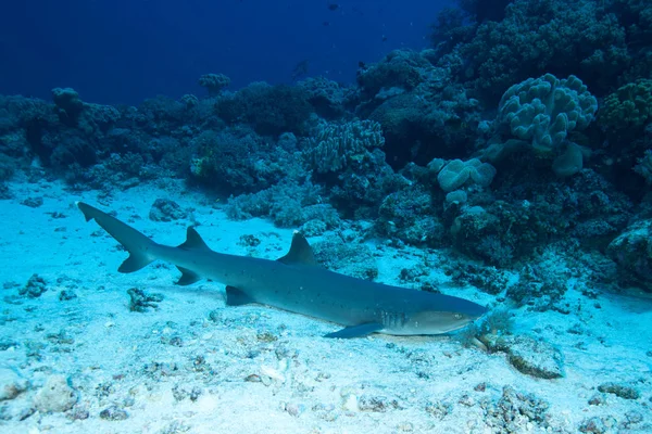 Enfermera tiburón tranquilo en el suelo arenoso underwatet en el coral de fondo Imagen de archivo