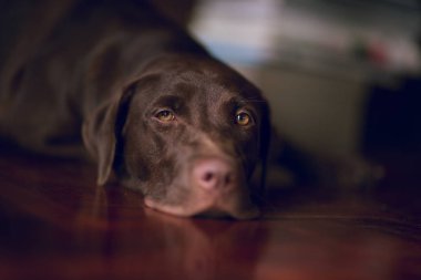 Tembel labrador uyku arka plan bulanıklık 