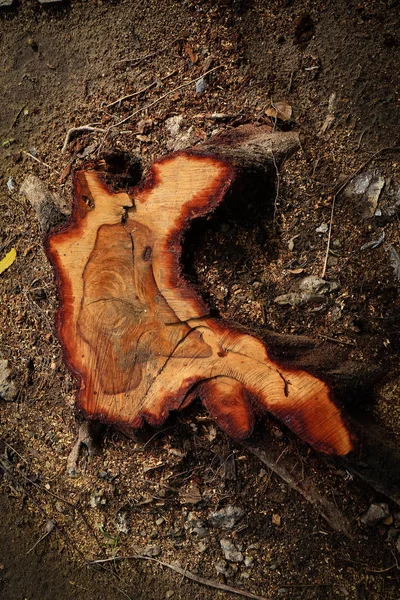 Árbol cortado tronco arte de la muerte — Foto de Stock