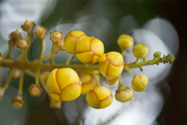 Inflorescência de árvore de canhão (Couroupita guianensis) de gre — Fotografia de Stock