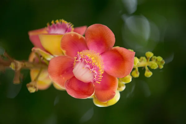 Flor del árbol de la bala de cañón (Couroupita guianensis) Imagen de stock