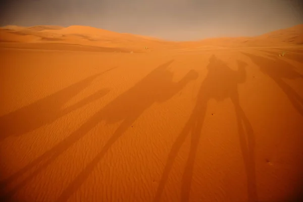 Hombres azules y caravana de camellos atravesando las dunas del desierto del Sahara, Marruecos, África Imagen de archivo