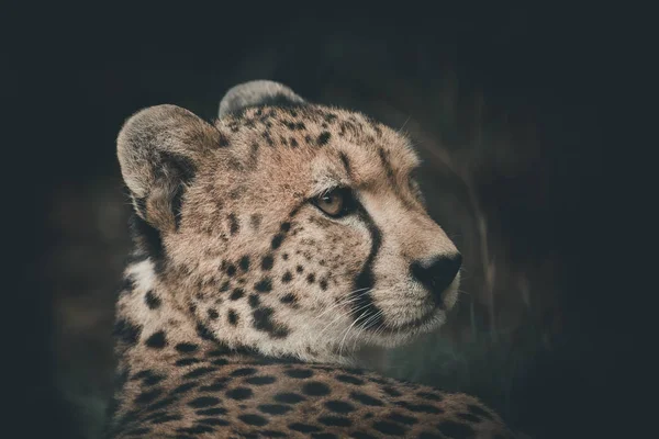 Cheetah rustte, maar de ogen kijken nog steeds slachtoffer. zwarte scheur-achtige — Stockfoto