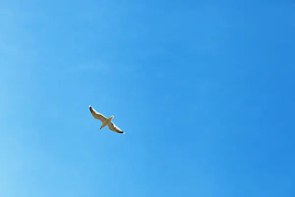 Gull in the blue sky — Stock Photo, Image