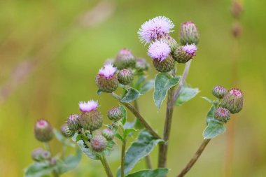 Bulanık bir arka plan üzerinde bir devedikeni yakın çekim çiçeklenme