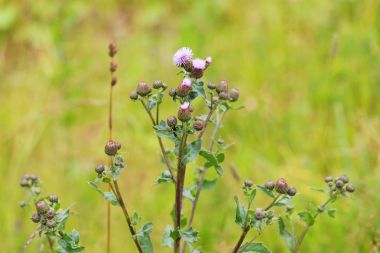 Bulanık bir arka plan üzerinde bir devedikeni yakın çekim çiçeklenme